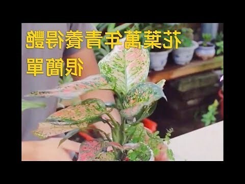 萬年青 水耕